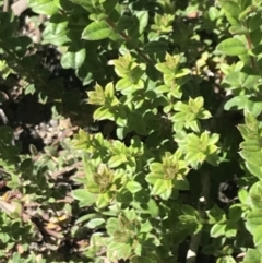 Oxylobium ellipticum at Rendezvous Creek, ACT - 21 Dec 2021 03:45 PM