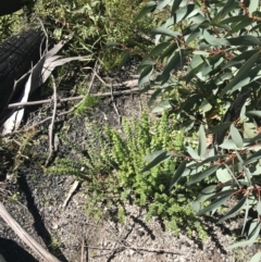 Oxylobium ellipticum at Rendezvous Creek, ACT - 21 Dec 2021