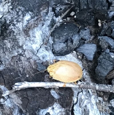 Paropsis atomaria (Eucalyptus leaf beetle) at Namadgi National Park - 21 Dec 2021 by Tapirlord