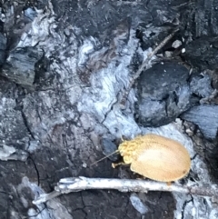 Paropsis atomaria at Rendezvous Creek, ACT - 21 Dec 2021