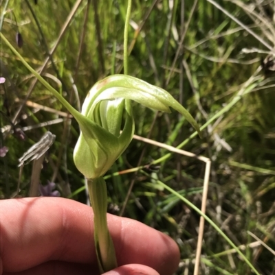 Pterostylis falcata (Sickle Greenhood) at Rendezvous Creek, ACT - 21 Dec 2021 by Tapirlord