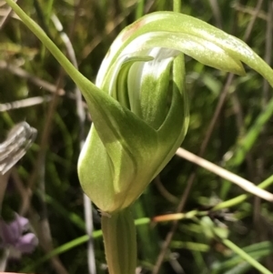 Pterostylis falcata at Rendezvous Creek, ACT - 21 Dec 2021