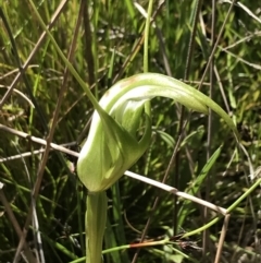 Pterostylis falcata at Rendezvous Creek, ACT - 21 Dec 2021