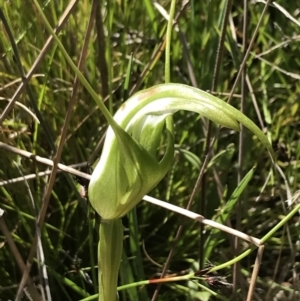 Pterostylis falcata at Rendezvous Creek, ACT - 21 Dec 2021