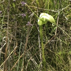 Pterostylis falcata at Rendezvous Creek, ACT - 21 Dec 2021