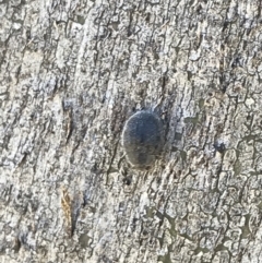 Coccinellidae (family) at Rendezvous Creek, ACT - 21 Dec 2021 04:09 PM