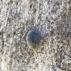 Coccinellidae (family) at Rendezvous Creek, ACT - 21 Dec 2021 04:09 PM