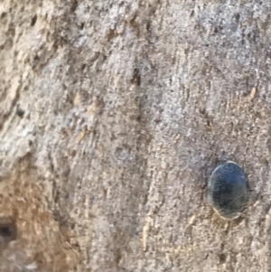 Coccinellidae (family) at Rendezvous Creek, ACT - 21 Dec 2021 04:09 PM