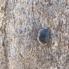 Coccinellidae (family) at Rendezvous Creek, ACT - 21 Dec 2021 04:09 PM