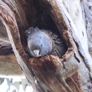 Callocephalon fimbriatum at Deakin, ACT - 13 Dec 2021