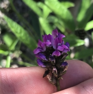 Cullen microcephalum at Rendezvous Creek, ACT - 21 Dec 2021 04:11 PM