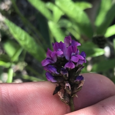 Cullen microcephalum (Dusky Scurf-pea) at Rendezvous Creek, ACT - 21 Dec 2021 by Tapirlord