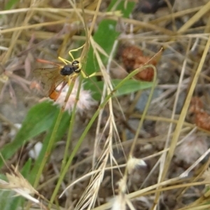 Heteropelma scaposum at Paddys River, ACT - 27 Dec 2021