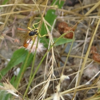Heteropelma scaposum (Two-toned caterpillar parasite wasp) at Cotter Reserve - 27 Dec 2021 by GirtsO