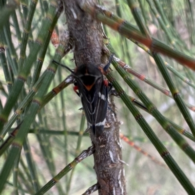 Eurymeloides lineata (Lined gumtree hopper) at Murrumbateman, NSW - 27 Dec 2021 by SimoneC