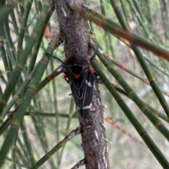 Eurymeloides lineata (Lined gumtree hopper) at Murrumbateman, NSW - 27 Dec 2021 by SimoneC