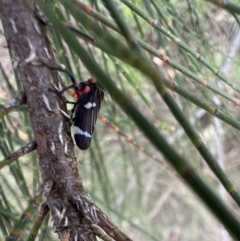 Eurymeloides lineata at Murrumbateman, NSW - 27 Dec 2021 05:25 PM