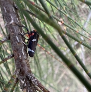 Eurymeloides lineata at Murrumbateman, NSW - 27 Dec 2021