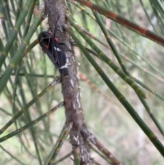 Eurymeloides lineata at Murrumbateman, NSW - 27 Dec 2021 05:25 PM