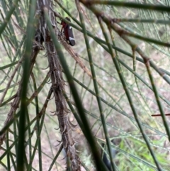 Eurymeloides lineata at Murrumbateman, NSW - 27 Dec 2021 05:25 PM