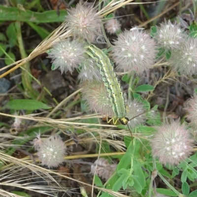 Heteropelma scaposum (Two-toned caterpillar parasite wasp) at Cotter Reserve - 27 Dec 2021 by GirtsO