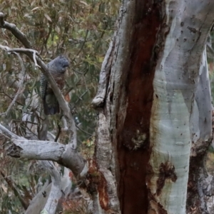 Callocephalon fimbriatum at Deakin, ACT - suppressed