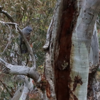 Callocephalon fimbriatum (Gang-gang Cockatoo) at Red Hill Nature Reserve - 27 Dec 2021 by LisaH