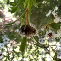 Paropsis pictipennis (Tea-tree button beetle) at Murrumbateman, NSW - 22 Dec 2021 by SimoneC