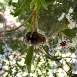 Paropsis pictipennis at Murrumbateman, NSW - 22 Dec 2021