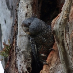 Callocephalon fimbriatum (Gang-gang Cockatoo) at GG99 - 26 Dec 2021 by LisaH