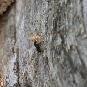 Rhytidoponera sp. (genus) at Deakin, ACT - 27 Dec 2021