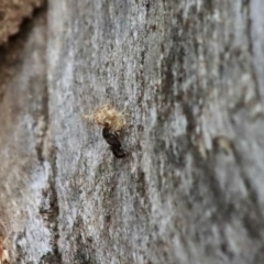 Rhytidoponera sp. (genus) (Rhytidoponera ant) at Deakin, ACT - 27 Dec 2021 by LisaH