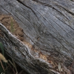 Rhytidoponera sp. (genus) at Deakin, ACT - 27 Dec 2021