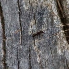 Rhytidoponera sp. (genus) at Deakin, ACT - 27 Dec 2021