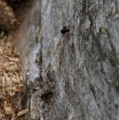 Rhytidoponera sp. (genus) at Deakin, ACT - 27 Dec 2021