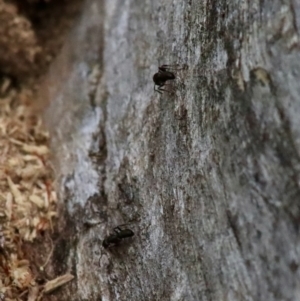 Rhytidoponera sp. (genus) at Deakin, ACT - 27 Dec 2021