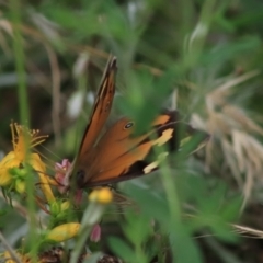 Heteronympha merope (Common Brown Butterfly) at Red Hill, ACT - 27 Dec 2021 by LisaH