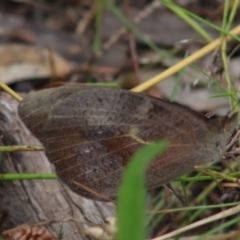 Heteronympha merope at Red Hill, ACT - 27 Dec 2021