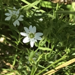 Stellaria angustifolia (Swamp Starwort) at Rendezvous Creek, ACT - 21 Dec 2021 by Tapirlord