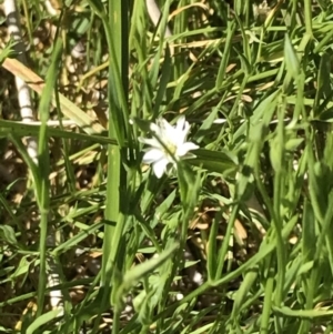 Stellaria angustifolia at Rendezvous Creek, ACT - 21 Dec 2021