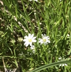 Stellaria angustifolia at Rendezvous Creek, ACT - 21 Dec 2021