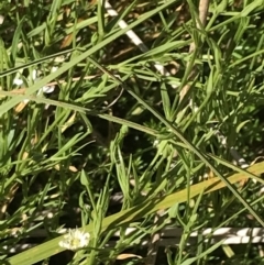 Stellaria angustifolia at Rendezvous Creek, ACT - 21 Dec 2021