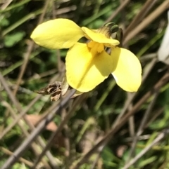 Diuris monticola (Highland Golden Moths) at Rendezvous Creek, ACT - 21 Dec 2021 by Tapirlord