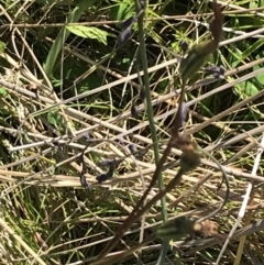 Diuris monticola at Rendezvous Creek, ACT - suppressed