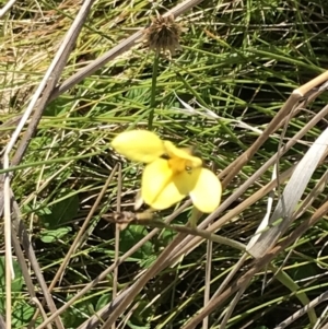 Diuris monticola at Rendezvous Creek, ACT - suppressed