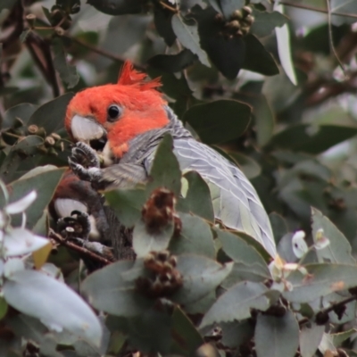 Callocephalon fimbriatum (Gang-gang Cockatoo) at Hughes, ACT - 26 Dec 2021 by LisaH