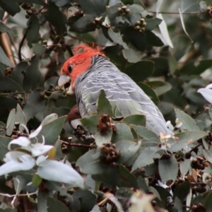 Callocephalon fimbriatum at Hughes, ACT - 26 Dec 2021