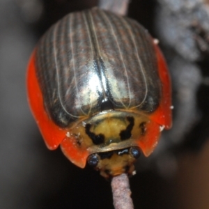 Paropsisterna agricola at Paddys River, ACT - 27 Dec 2021