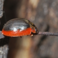 Paropsisterna agricola at Paddys River, ACT - 27 Dec 2021 01:03 PM