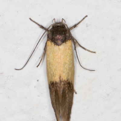 Oecophoridae (family) (Unidentified Oecophorid concealer moth) at Melba, ACT - 23 Oct 2021 by kasiaaus